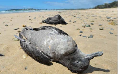 Dead muttonbirds washed up on Safety Beach. Hundreds of the exhausted birds are being washed ashore. Dead muttonbirds washed up on Safety Beach. Hundreds of the exhausted birds are being washed ashore.
